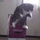 boxcat1_974820480714416198