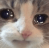 g_Cry