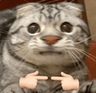 uwu_cat