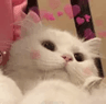 gc_cutecat