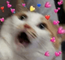 gc_catfear