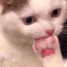 gc_catpaw