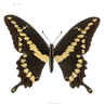 butterfly4