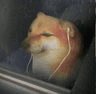 krp_dogesad