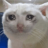 crying_cat