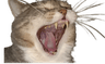 ricoyawn