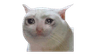 SadCat1