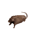RAT
