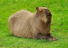 Capybara_1