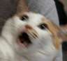 catahhhh