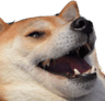 doggo
