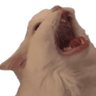 catahhhhhhhhhhhh