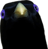 BirdWantSum