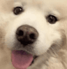 GaryDog