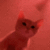 Kitty_Vibing
