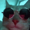 Cat_Vibing