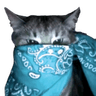 cyan_bandana_cat