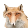 LongSnout