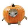 Michi_Calabaza