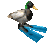 DuckFlippers