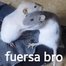 fuersa_bro