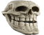 Skull20