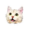 Cat_Surprise