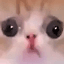 sadcat