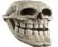 skullofhomo