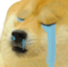 SadDoge