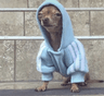 Hoodie_Dog