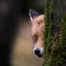 FoxyPeek