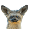 BatEars