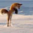 FoxPounceFRI