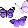 onebutterfly