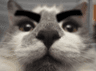 danbiboopSmall