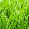 grass