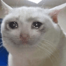 Sad_Cat_Noises