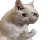 catcobap