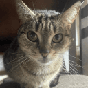 Feline Fanatics  ("we love yumi")'s icon