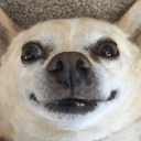 Unclubbable Wallflowers's icon