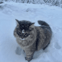 [NITRO ❄] .gg/zhub's icon