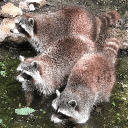 Racoon River's icon