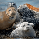 Pinniped City's icon