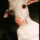 discord server logo