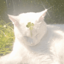 ᜊ᭣The Gardens Angelz᭣ᜊ's icon