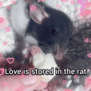 rats in hats's icon