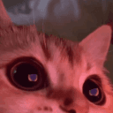 【 猫猫宅 ❧ 𝐂𝐚𝐭 𝐁𝐚𝐛𝐲𝐬 】's icon