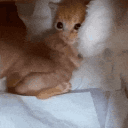 socializing 🎃 SFW ♡  guild tags ♡ egirls ♡ fun ♡ chill ♡ gaming ♡ emotes ♡ anime ♡ voicechat's icon