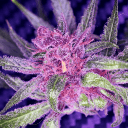 💧𝐂𝐡𝐫𝐨𝐧𝐢𝐜 𝐃𝐫𝐞𝐚𝐦𝐬💧's icon